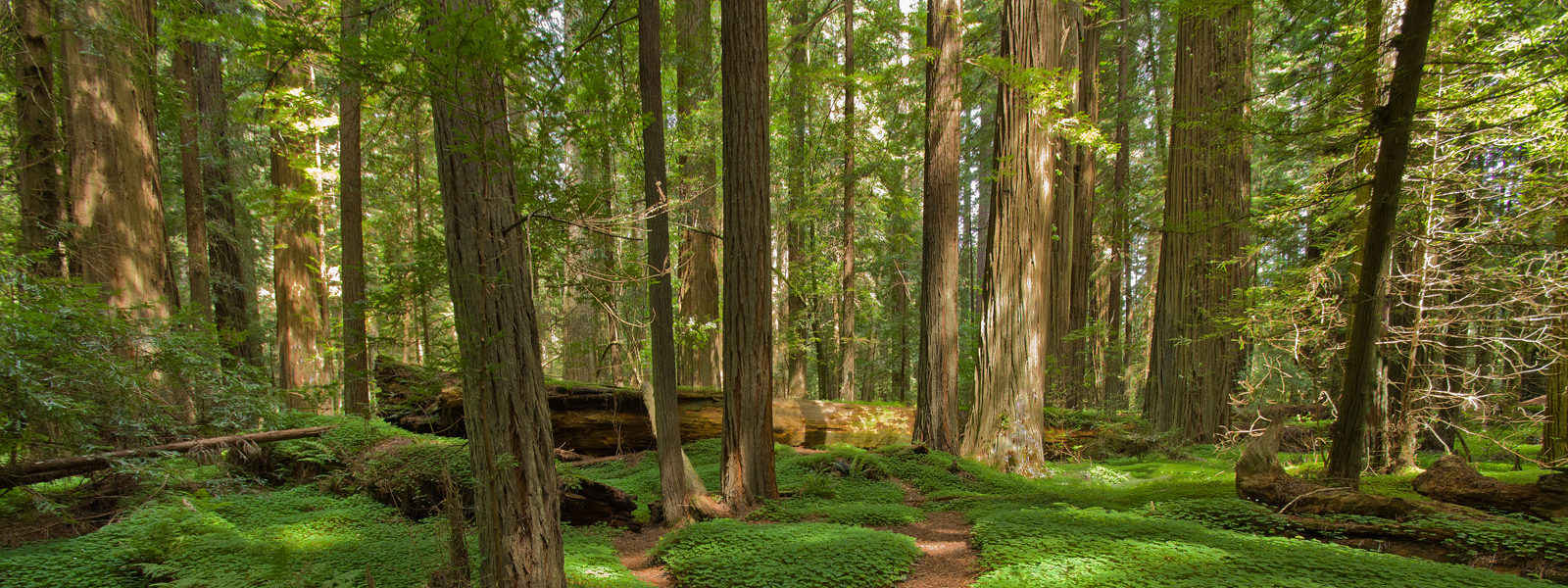 Picture of a beautiful setting in the forest